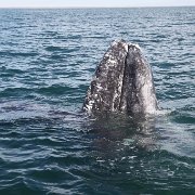IMG 0001 2 (70)